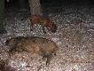 Posokowiec roslino�erny :)