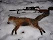 Lis�w w naszym obwodzie zdecydowanie mniej ni� jeszcze dwa lata temu, ale PREDATOR sprawi�, �e na trzech kolejnych wyj�ciach uda�o si� �ci�gn�� i strzeli� po jednym. Niestety tylko ten �adny pies strzelany �rutem nadawa� si� do pokazania, poprzednie strzelane z kalibru 223 kul� Hornady V-max by�y mniej fotogeniczne ;-).
Pozdrawiam, Darz B�r!  