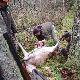 dla niedowiark�w co twierdz� �e Diany same nie patrosz�