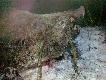 Ogromny �eb pzy pr�bie "fotogenicznego" ustawienia.