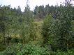 M�ody �oszak spotkany na zr�bie... zdj�cie s�abe bo z kom�rki...