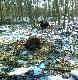30.01.2012. Pi�kna pogoda sk�ania do wyprawy .
Psy rozbi�y watach� i jeden wyszed� pod lufe.