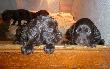 Wida� r�nice mi�dzy pieskiem, a suczk�...