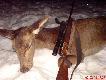 308 W ponownie zagrzmia�o...tym razem by� to cielak jelenia w wadze 50kg w drodze na buraki z  chmar� 16 szt.