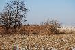 Chmara spotkana w po�udnie przez brata na polach, wygrzewa�y sie w s�o�cu... 