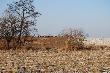 Chmara spotkana w po�udnie przez brata na polach, wygrzewa�y sie w s�o�cu... 