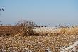 Chmara spotkana w po�udnie przez brata na polach, wygrzewa�y sie w s�o�cu... 