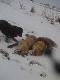 9 miesi�czna jaga kol. Arka z ko�a ludowego w Opatowie wyprowadza dw�ch lokator�w z jednej nory 