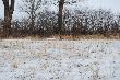 Ba�ant... tam gdzie sta� fotografujacy by� podsyp dla bazant�w....