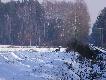 godzina 11.55. Od wioski id� 2 lisy. niestety drugi by� 100 metr�w dalej, i zdj�cia nie zrobi�em