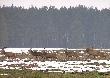 Pierwszy z lewej.Niski,gruby, czarny wieniec,d�ugie oczniaki i kr�tkie odnogi w koronach...