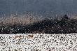 11-02-2012. Na dworze -14C ale one ju� co� czuj�.