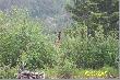 Moose
Gdzies na polnocy Ontario podczas zwiadow na moose'a