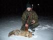Lis zwabiony na predatora, strza� na ok 70 m. 16 lis w tym sezonie. Darz B�r