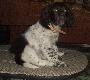 oto nast�pca Lestata - BEKAS ma�y munstrlander wiek 2,5 m-ca
