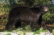 Nied�wied� baribal