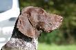 ARCHIE Keiviento FCI cz.II
Troch nam si powiksza ta galeria wic zrobilimy cz.II :)

ARCHIE Keiviento FCI, ur. 9.02.2009

(CH.Pr, Ch.Pl Malomkozi SOMA x CH.Pl, M.Ch.LT, PL, BIS Malozmkozi JASMINE)

Interchampion ,Champion Biaorusi, Champion Polski, Modzieowy Champion Polski, Zwycizca Biaorusi

PPI, DI, KKW I, SOLMS I, SW II/20, FT II, HN, KJSS (PZ) - I, CACT, CPC, Nalepszy wye kl. wielostronnej 2011, IKP I - NOMINACJA NA SCHAUSUCHE, VGP I

BIS JUNIOR, BIS,BIS PSW UYTKOWYCH, BOG, multi CACIB, multi CWC/CAC, 

HD A2 - HD FREE

ED 0/0

EBJ - free