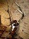  Zrzuty -�smak  waga ok.6kg br�zowy medal. 2010 rok .Na lewej tyce wida� ,,cycek,, Pod widlic� .