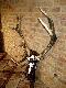  Zrzuty -12 nie regularny obustronnie korony.Waga oko�o 6kg ,br�zowy medal 2011 r Na lewej tyce wida� ,,cycek,, tu juz ma 7cm 
