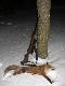 Wczoraj strzeli�em swojego pierwszego lisa, gdy go zobaczy�em by� poza zasi�giem strza�u poza tym szed� w zupe�nie przeciwnym kierunku, zawabi�em odwr�ci� sie i przyszed� prosto pod ambon�. Fina� naszego spotkania jak wida� :)