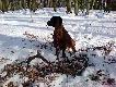 Zrzut by� przysypany �niegiem. Nie zd��y�em mu zrobic zdj�cia .Flet szed� 2 metry  przede mn� naszed� na niego i zacz�� go odkopywa� ,g�osz�c go .    