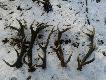 20.02.2012.Dzi� szcz�cie dopisa�o od prawej �wie�a para dwunastaka,zesz�oroczny dziesi�tak,�wie�y czternastak i dwuletni szesnastak.