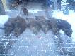 zasiadka z ubieg�ego roku - 6 warchlak�w