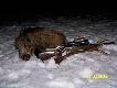 w drodze na ambone znalaz�em pierwszy raz w �yciu zrzut jelenia i to o wadze 2,7 kg, p�niej podch�d do watahy i blaserek zagrzmia� do warchlaczka:)
