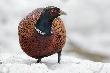 Dawno kogucik�w nie wstawia�em :-)