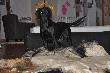  �w.PAKO NO BO AUREOLA JEST 7 MIESIECY I ZABAWA ZE SK�R� DZIKA