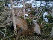 Postrza�
