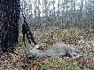 Polowanie z podchodu i ciel� ze starym postrza�em przez mostek i przedni badyl (trzyma� si� tylko na sk�rze)!!! Podszed�em je na 10 krok�w �eby odda� strza� �aski