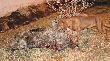 Warchlak 13 dzik  w tym sezonie waga w skupie 20 kg .Darz B�r