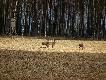 Spotkane o 12 w po�udnie podczas �erowania