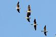 Canislupus m�wi zbo�owe. 26-02-2012