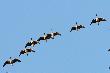 Canislupus m�wi bia�oczelne. 26-02-2012