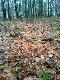 16-nastak lewa tyka  2,55kg 91cm d�. obw�d r�y 25,5cm...