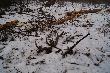 I znowu zesz�oroczny.12-stak 2,4kg w linii prostej 86cm.Pilarzy chyba nie zainteresowa� 