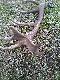 To jest ta tyka wola� bym w inny spos�b j� pozyska� bo byk by� przysz�o�ciowy...;/