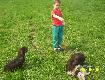 Pierwsze pr�by uk�adania ps�w