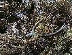 Dzisiejszy zesz�oroczny 12-staczek.Jak do tej pory same zesz�oroczne.Nic �wie�ego