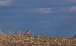 Ka�dy pilnuje nawet on...
Canislupus4 i to twojego "g�siowego" przycz�ka 
