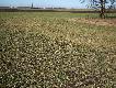 Jest pierwszy �wie�y w tym sezonie znaleziony 5-03-2012
