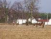kto� chyba wyp�oszy� je z lasu- pewnie jacy� mi�o�nicy poszukiwania w m�odniku. Spotka�em je na wsi przy rzece.Le�a�y w trawie wysoko�ci mo�e z 70 cm i da�y si� podej�� na 30 krok�w. 