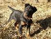 Cyga 4,5 miesi�ca
