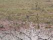 Cyranki modroskrzyd�e. Pasek b��kitu nad lusterkami widoczny zw�aszcza w locie. Gatunek p�nocnoameryka�ski, ale cz�sto przylatuje do Eurazji wzd�u� kr�gu polarnego. Stanowczy op�r cyranki w Europie i cyranki syberyjskiej w Azji uniemo�liwia zasiedlenie Starego Kontynentu.. Zdj�cie z Islandii.