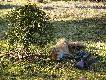 Mam now� szczepionk� 9,3x62.....