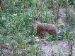 D�ugouchy Skoczek                                                  
                                                                                                                                                                                                           http://www.youtube.com/watch?v=F7jY2jSGgEc&list=UU5iZgN4Ub9_gVdqQUnwAwJA&index=3&feature=plcp