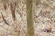 Tegoroczny dwunastak, waga 3,09.Obw�d r�y 28cm. 