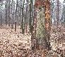 Sosna-niegdy� czerpali z niej po�ytek ludzie,dzi� jest miejscem �erowania dzi�cio�a czarnego.